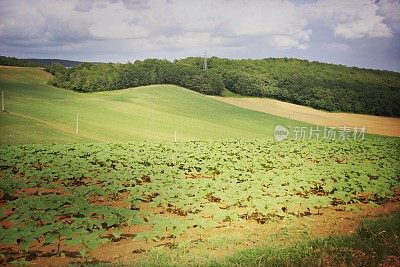 Scenic Landscapes in the South  of France